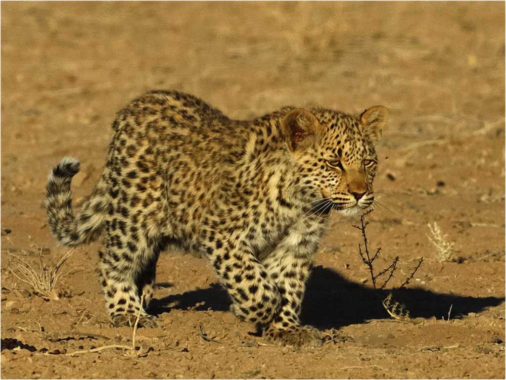 -henri loubser-leopard cub