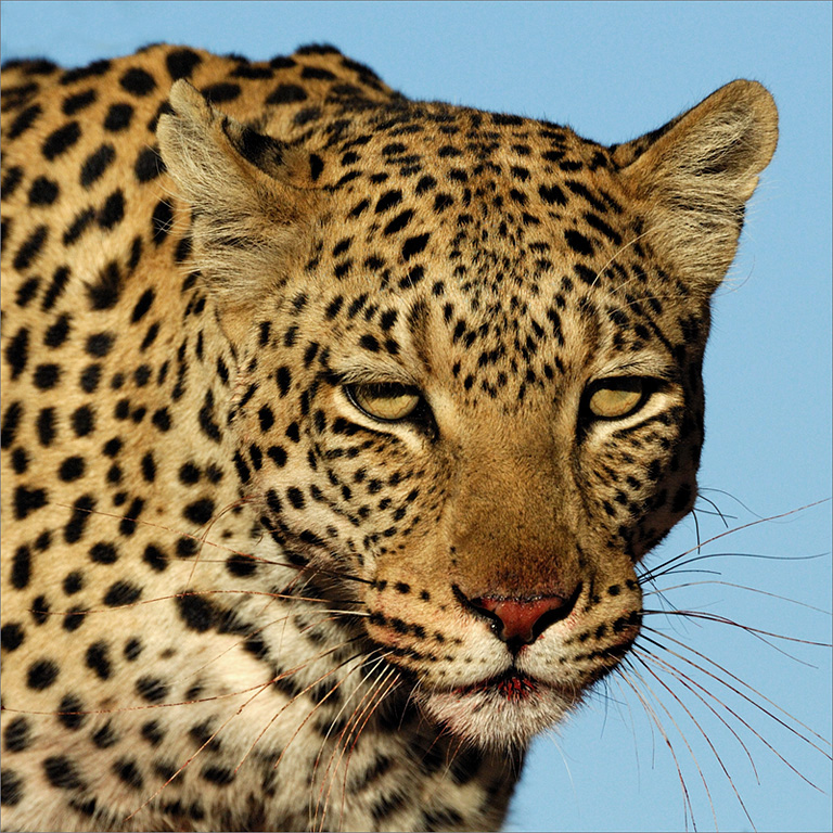 -melanie loubser-feeding leopard