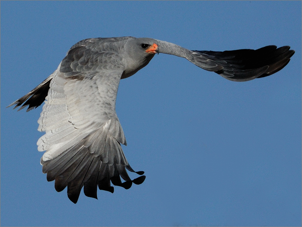 -melanie loubser-goshawk landing