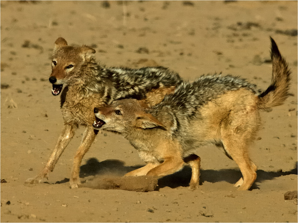-melanie loubser-jackal sparring
