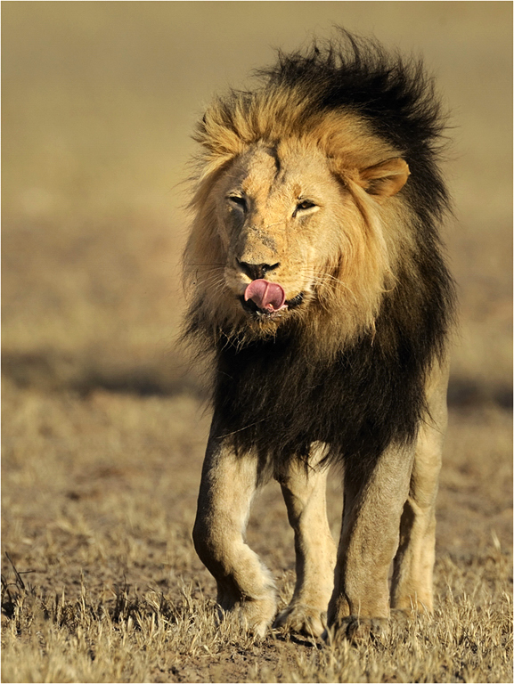 -melanie loubser-kgalagadi male