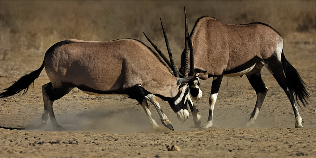 -melanie loubser-oryx duel