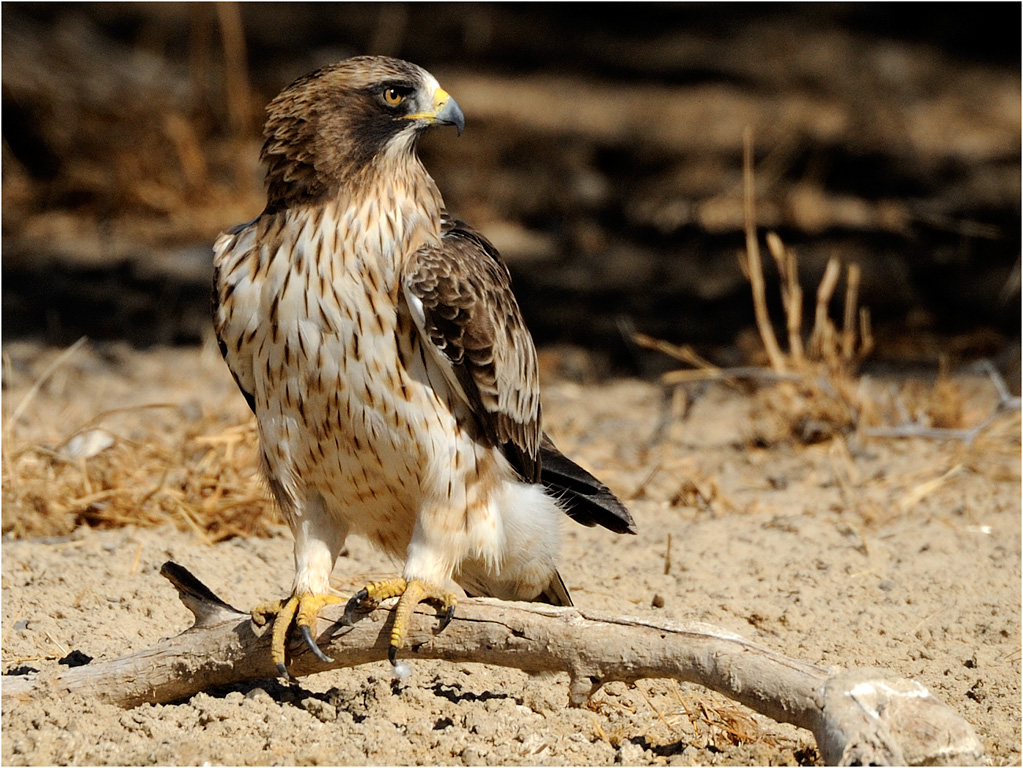 Booted eagle 5257