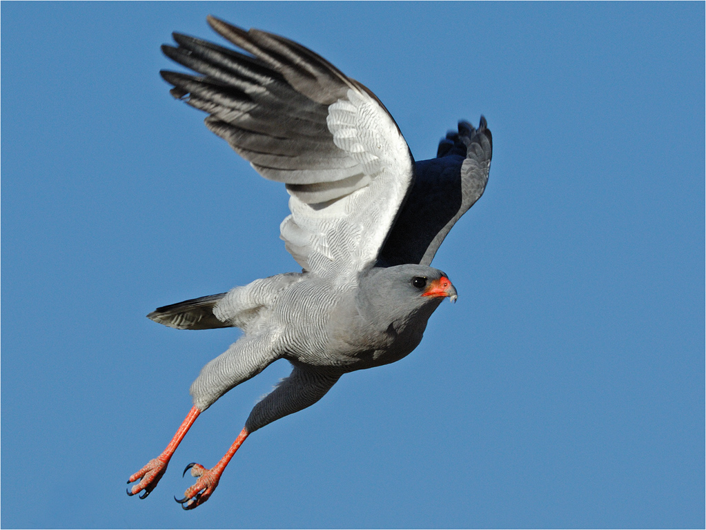 Goshawk