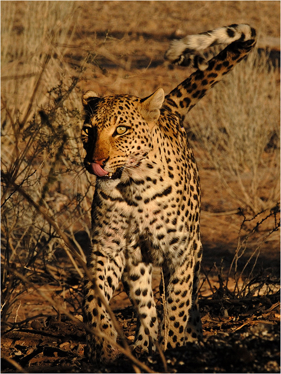 Leopard