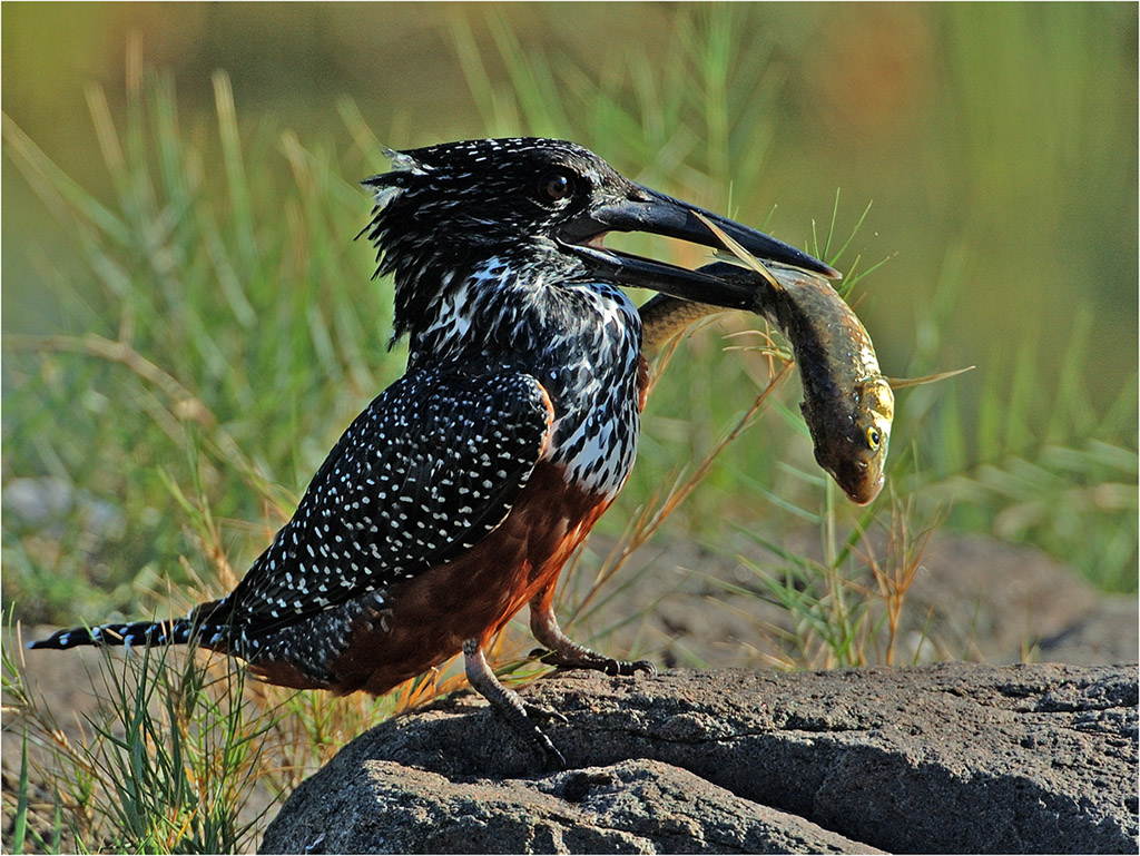 -giant kingfisher-melanie loubser