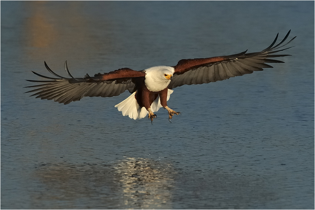 -henri loubser-fish eagle