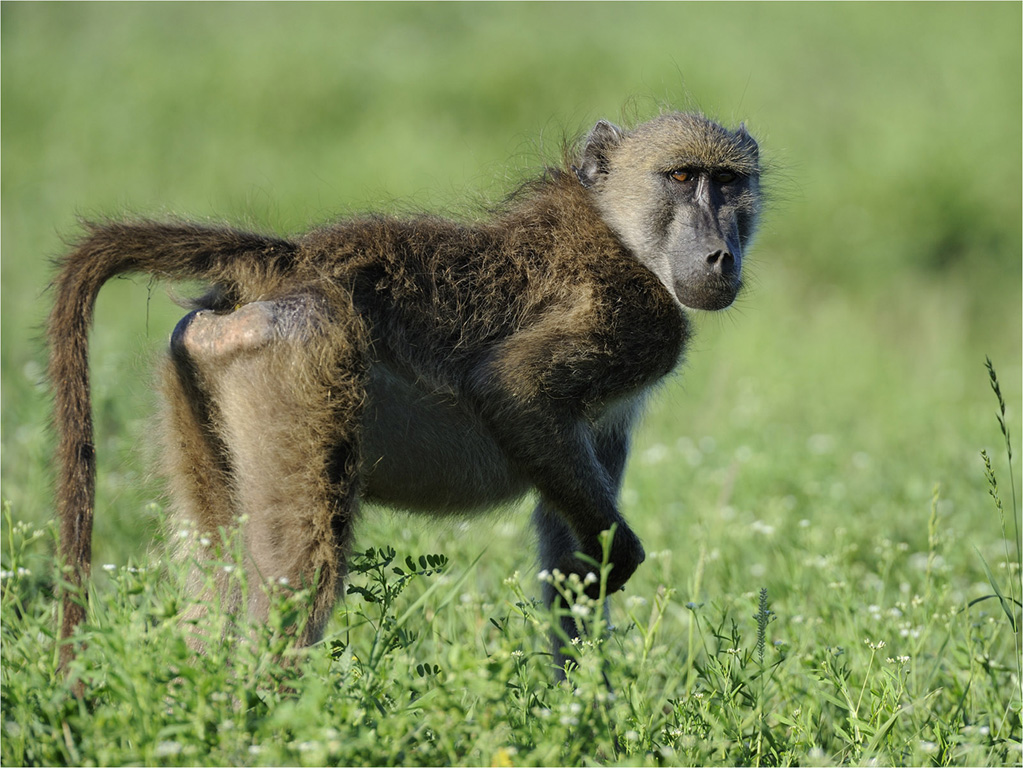 -loubser melanie-kruger baboon
