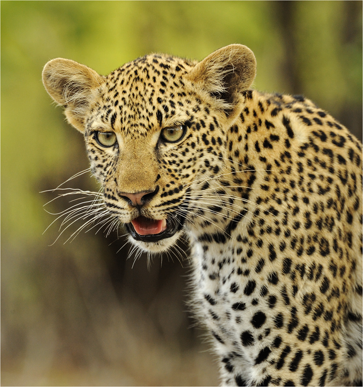 -loubser melanie-leopard cub