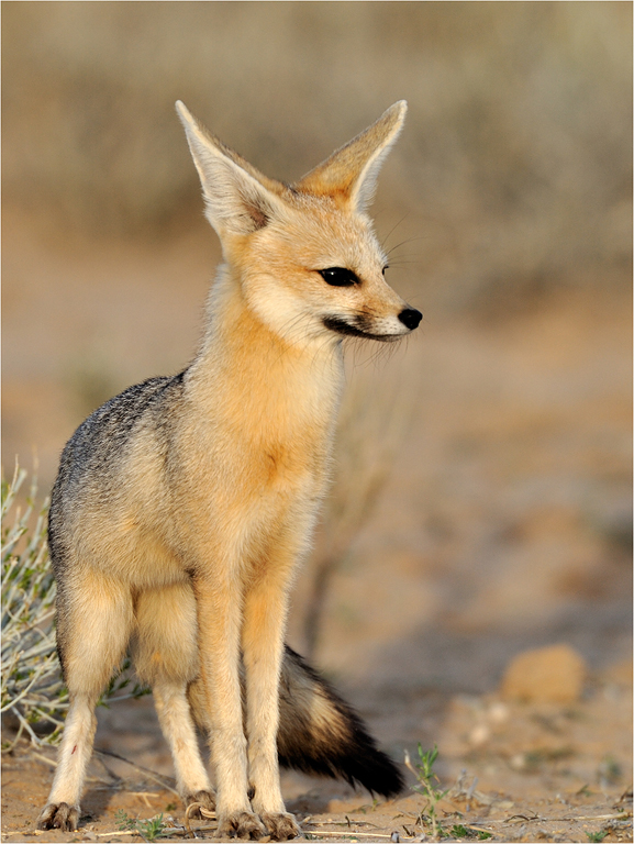 Cape fox 4848