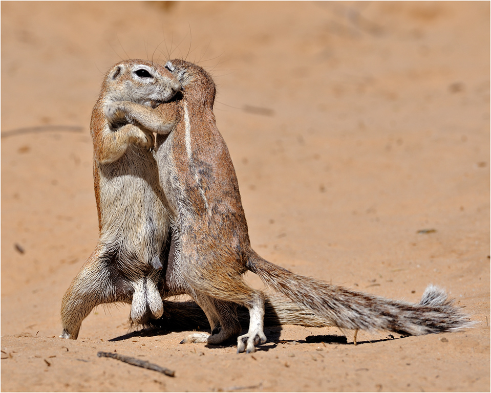 Ground squirrels 4022