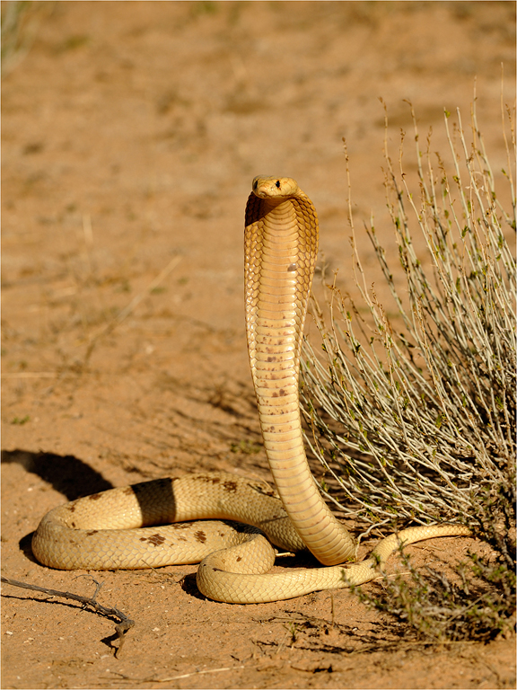 Kalahari kapel 0881