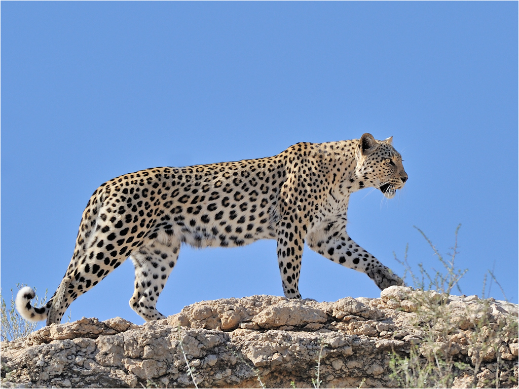 Leopard 5001