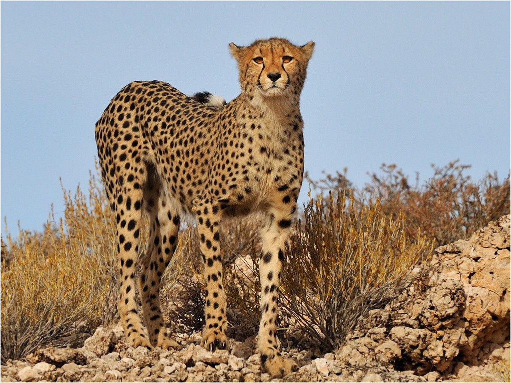 Young male 2711