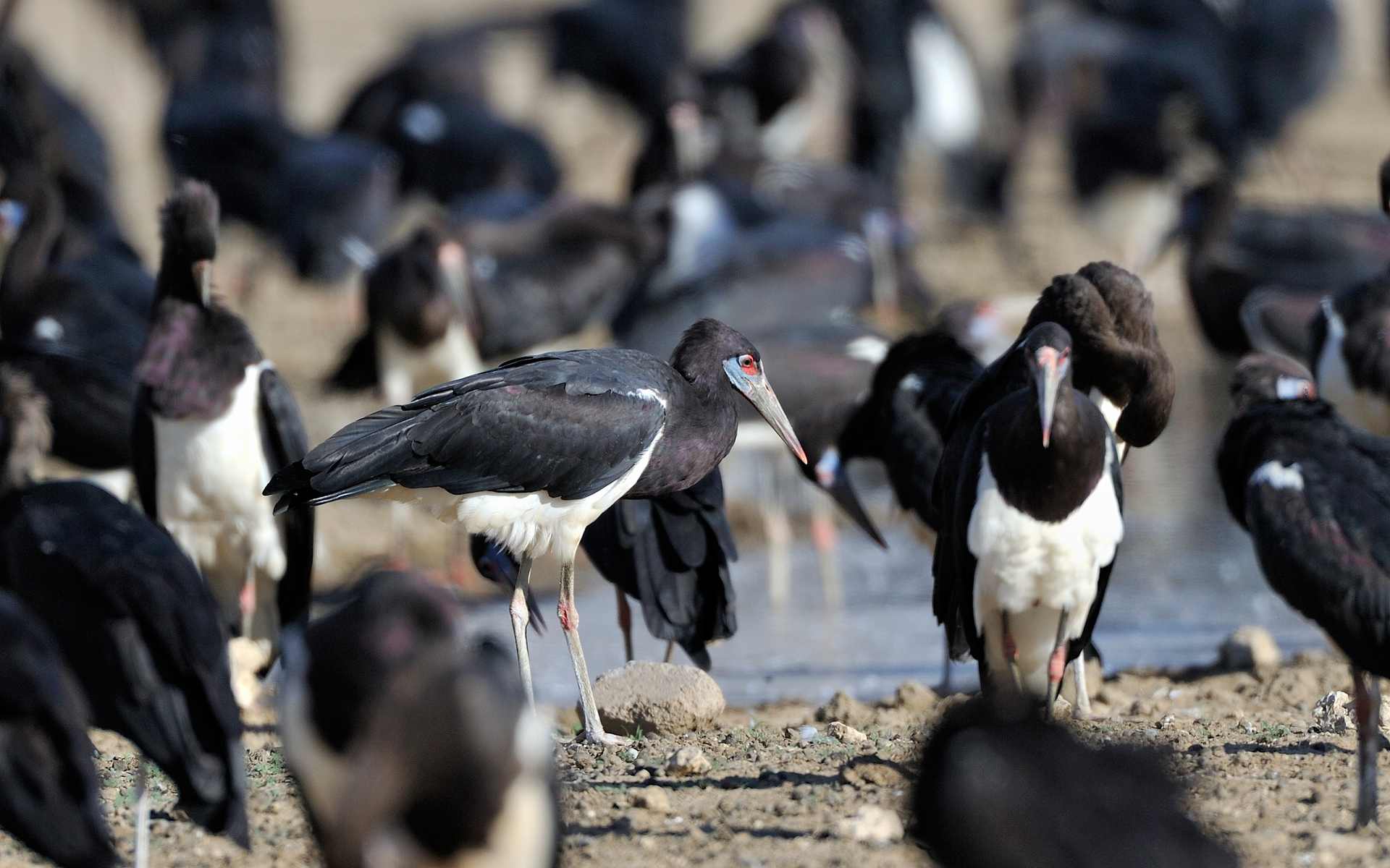 Abdim storks 30916