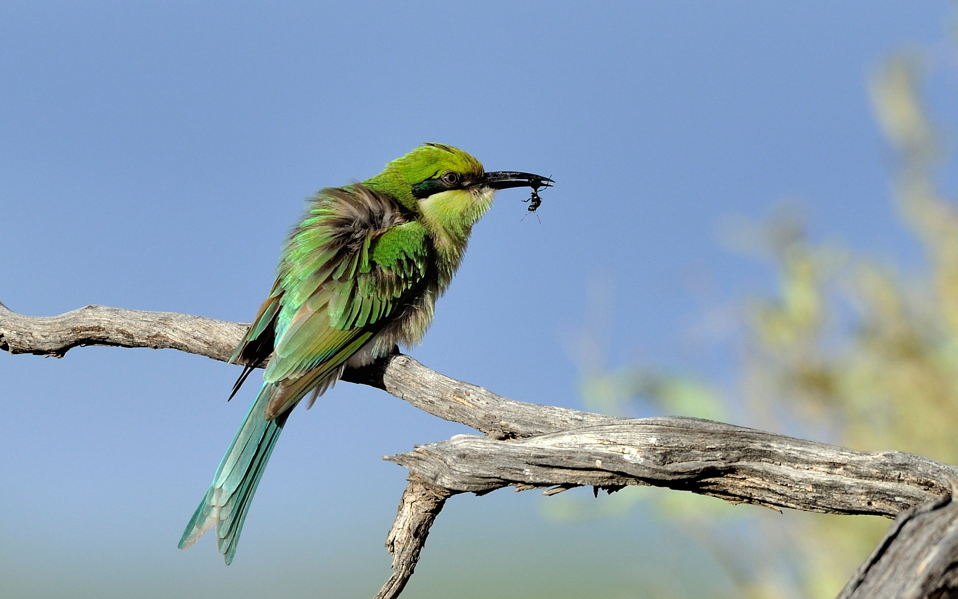 Bee-eater 30054