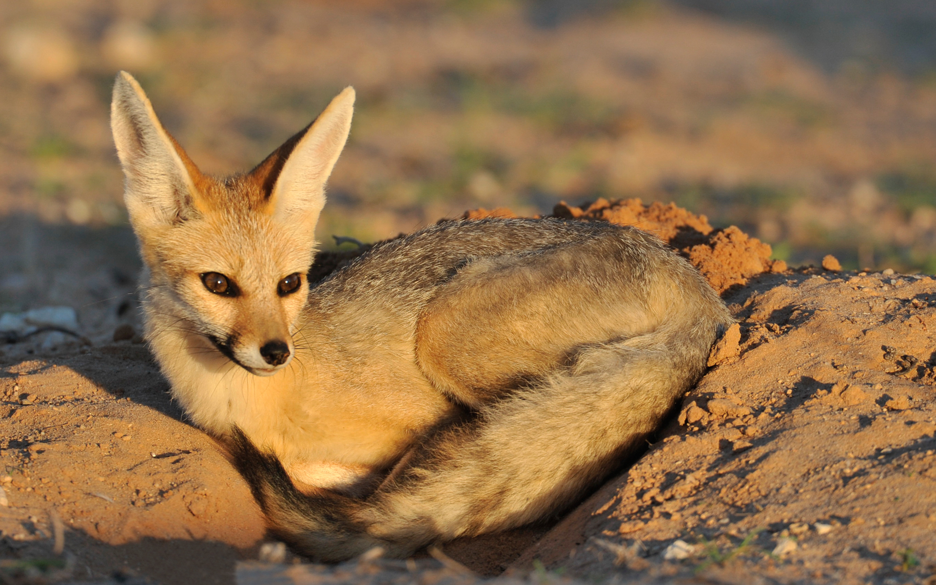 Cape fox 4339
