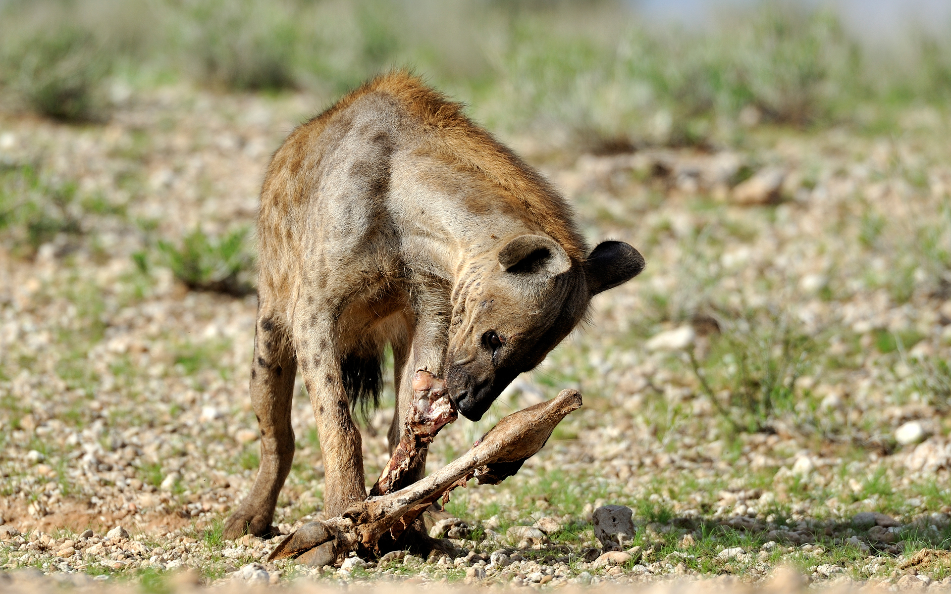 Hyena portrait 30706