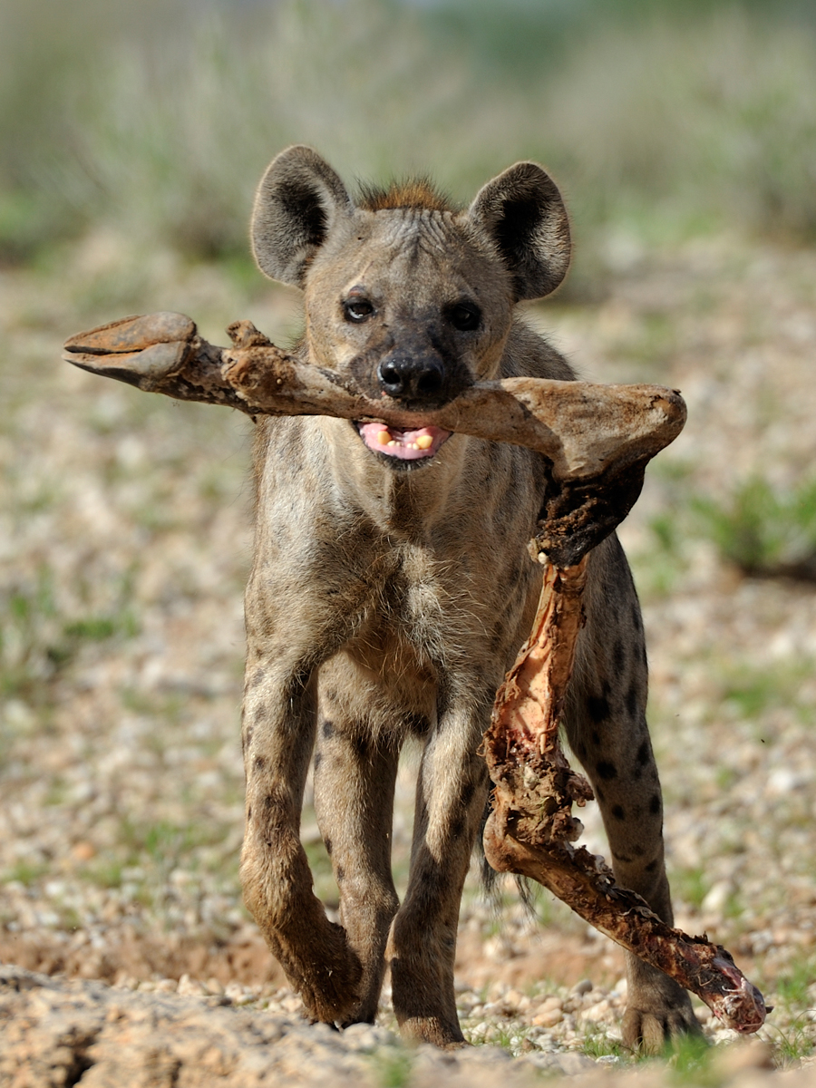 Hyena portrait 30710