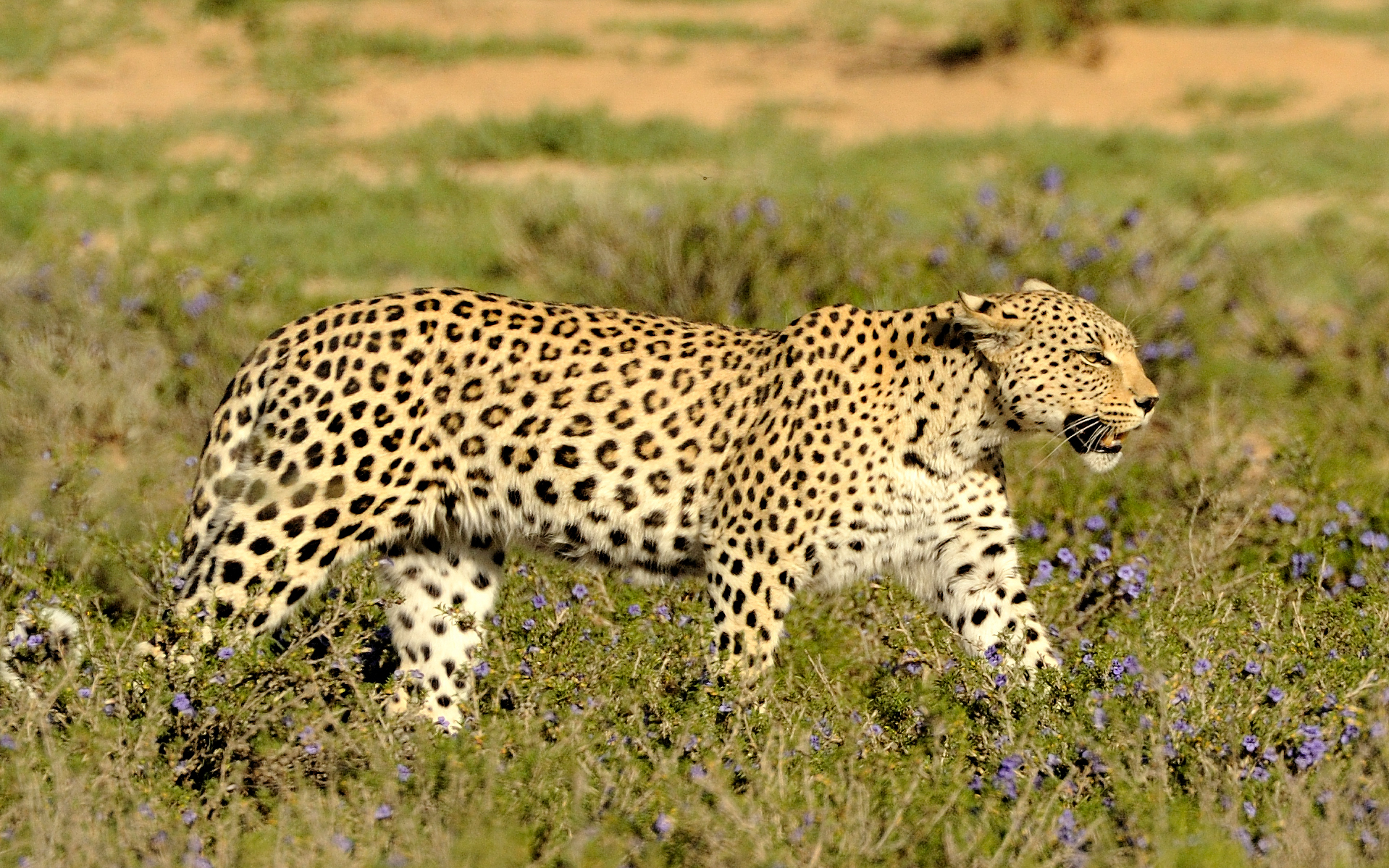 Kalahari leopard 31752