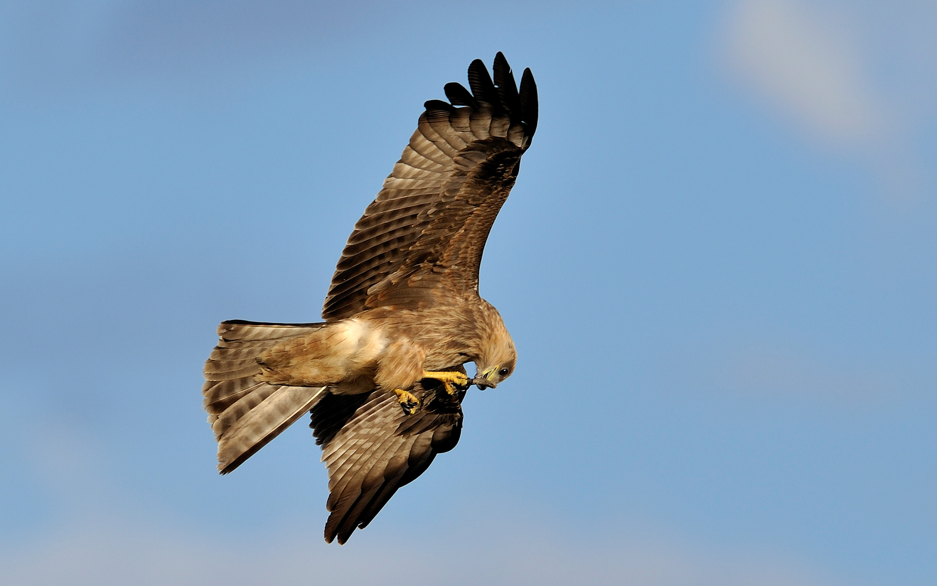 Kite 31023