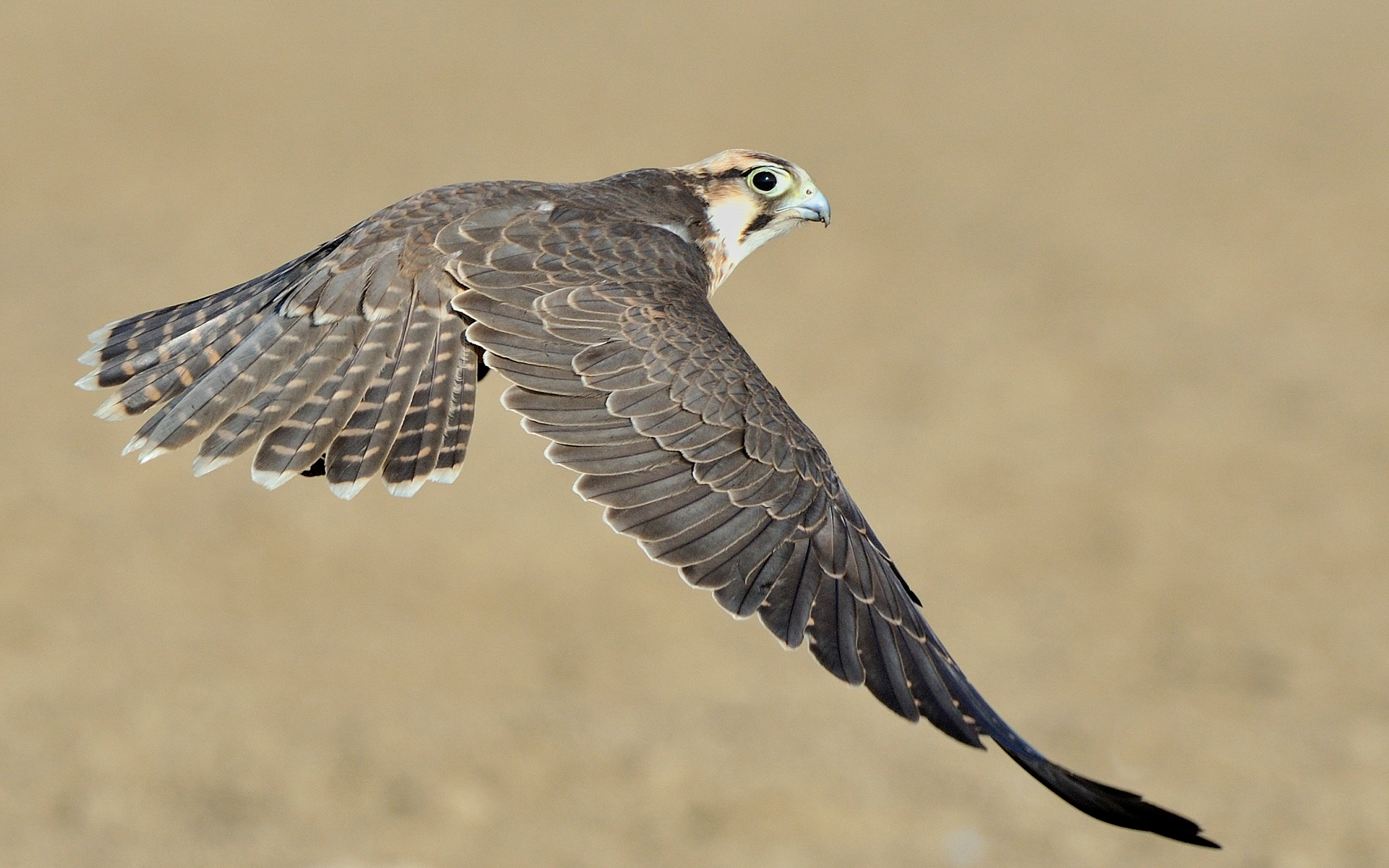 Lanner in flight 31355