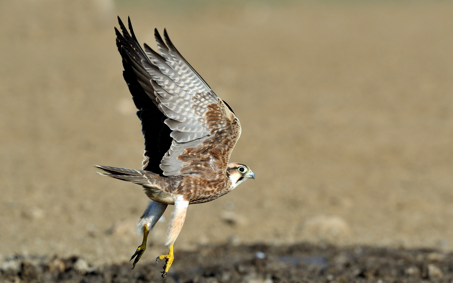 Lanner 31353