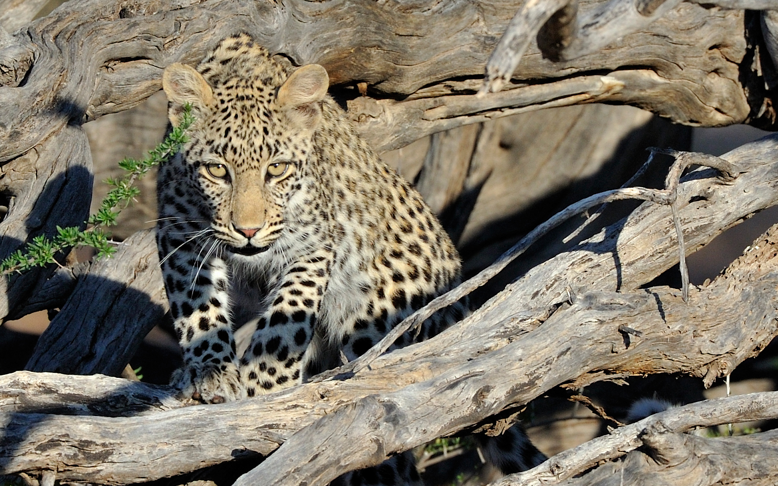 Leopard cub 30549