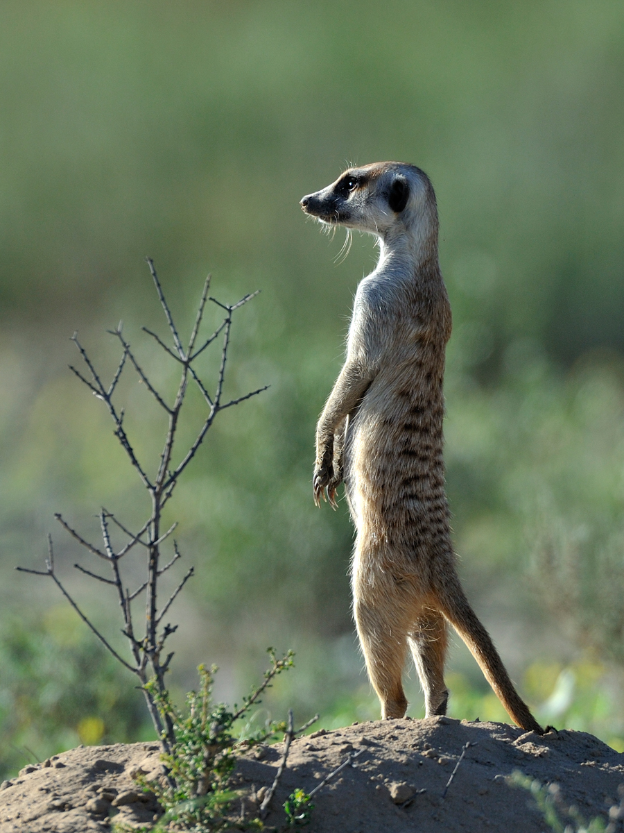 Meerkat 31087