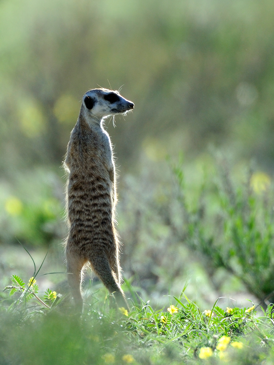 Meerkat 31095