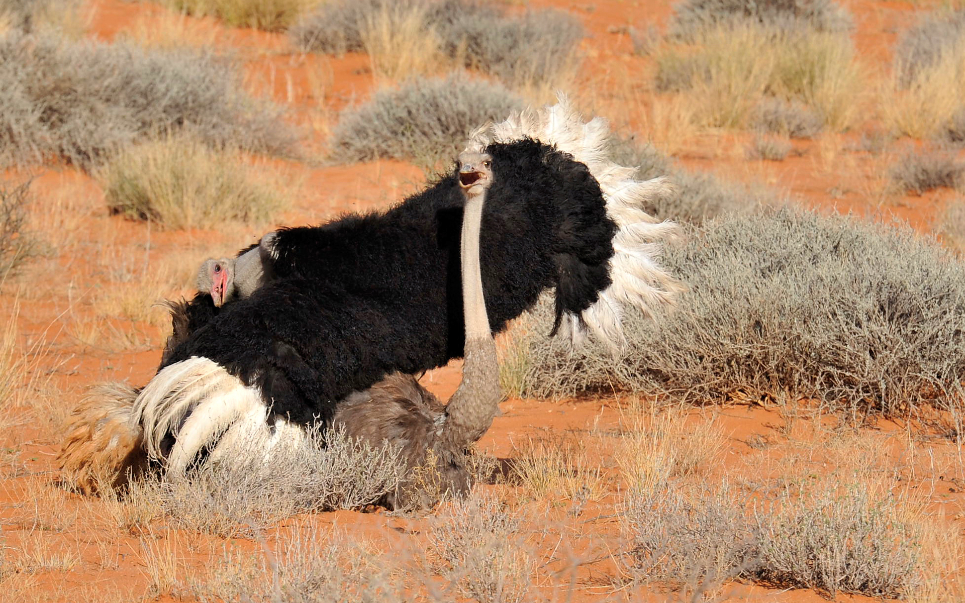 Ostrich love 0919