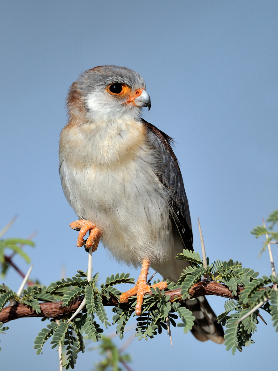 Pygme falcon 31612