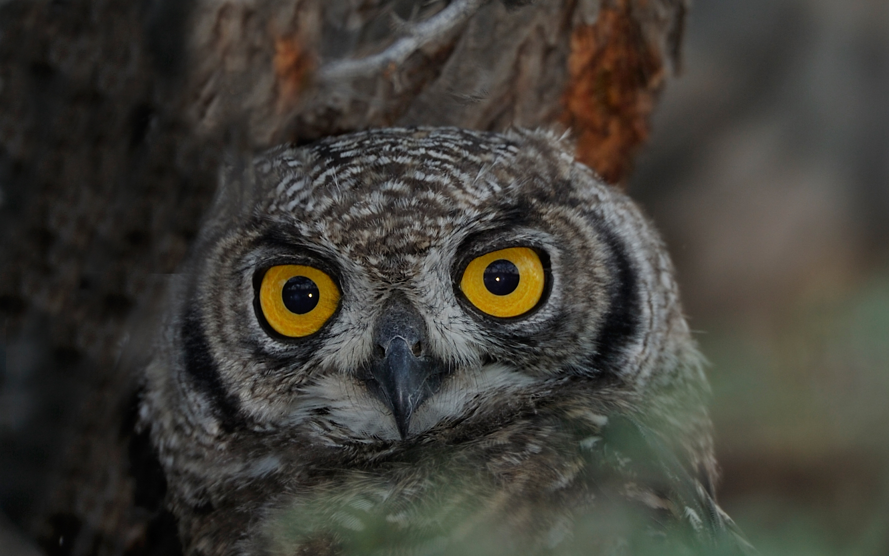 Spotted eagle owl 31471