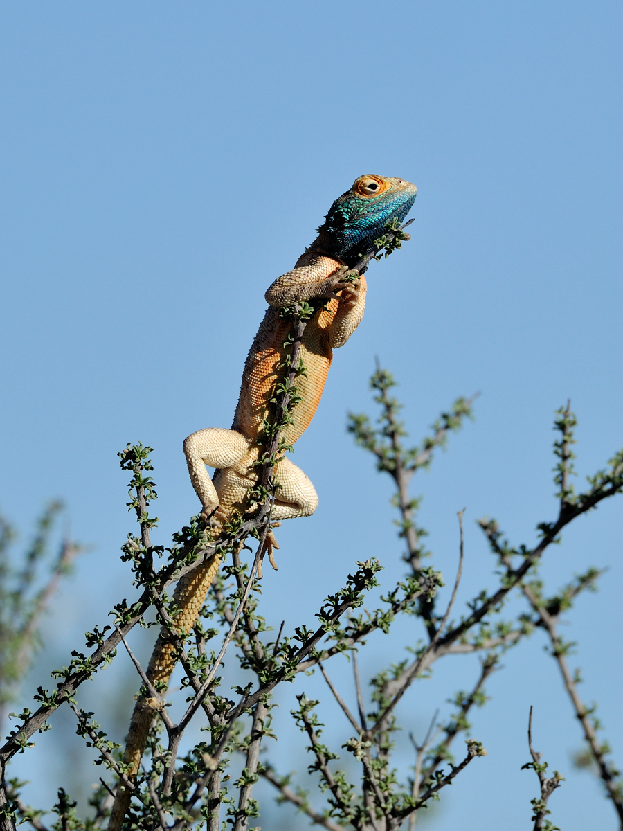 Tree agama 31126
