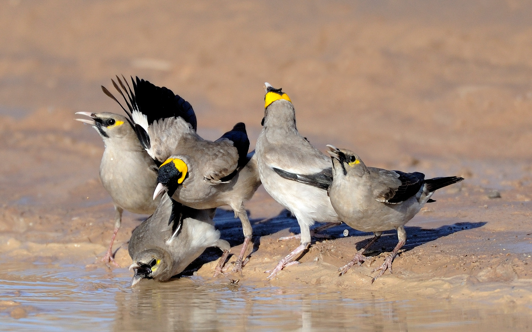 Wattle starling 30526