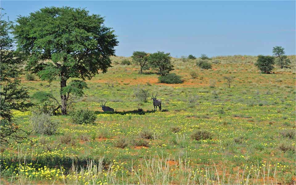 MEL4691 gemsbokke duinepad