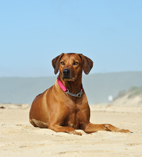 MEL6997 Rusty