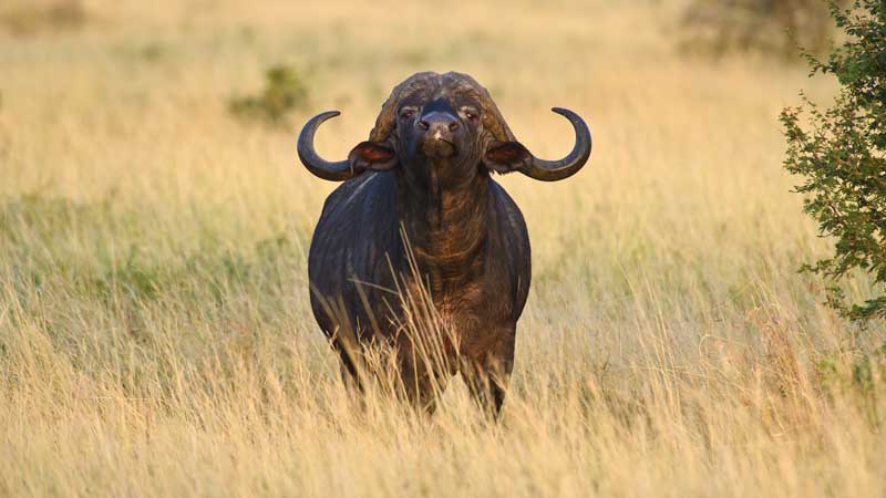 Cape buffalo