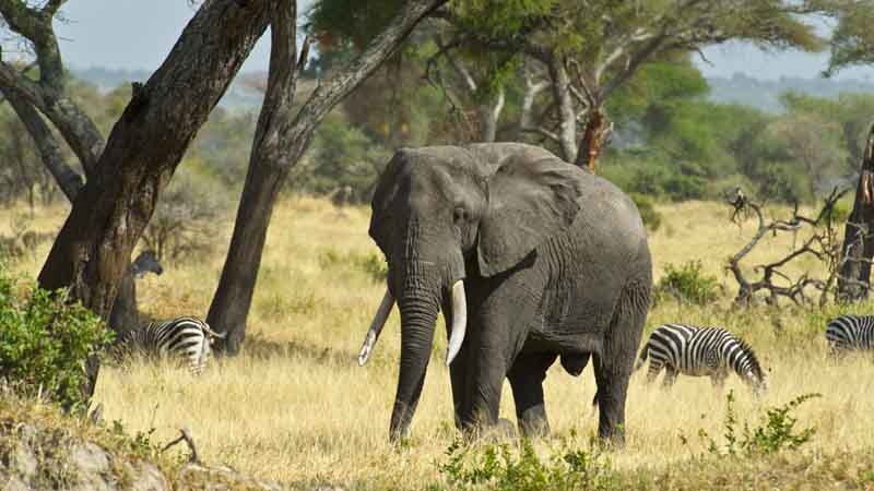 Elephant in Tarangire