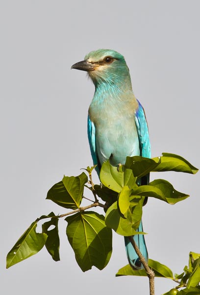 European roller