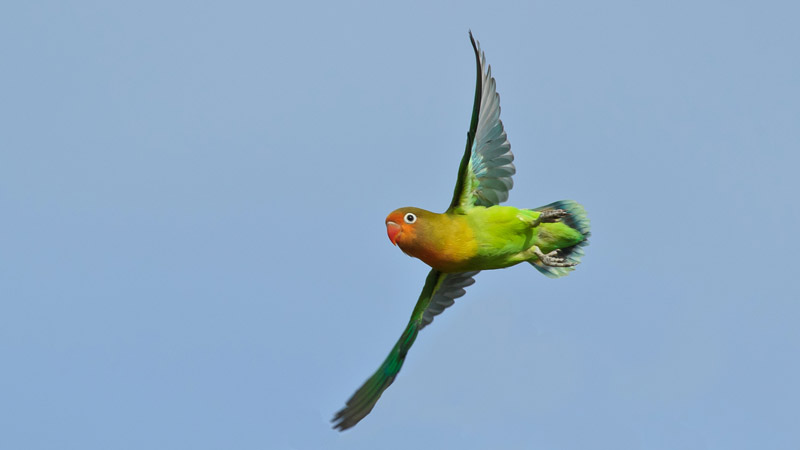 Fischers love bird
