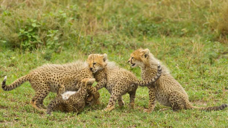 Foursome