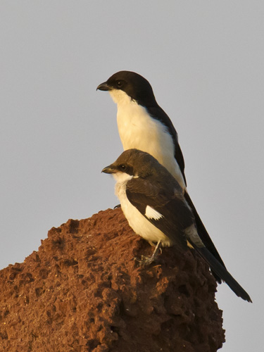 Grey backed shrike