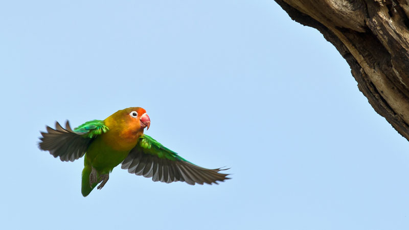Into the nest