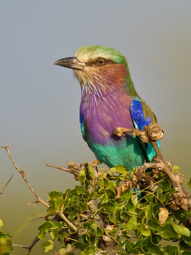 Lilac breasted roller
