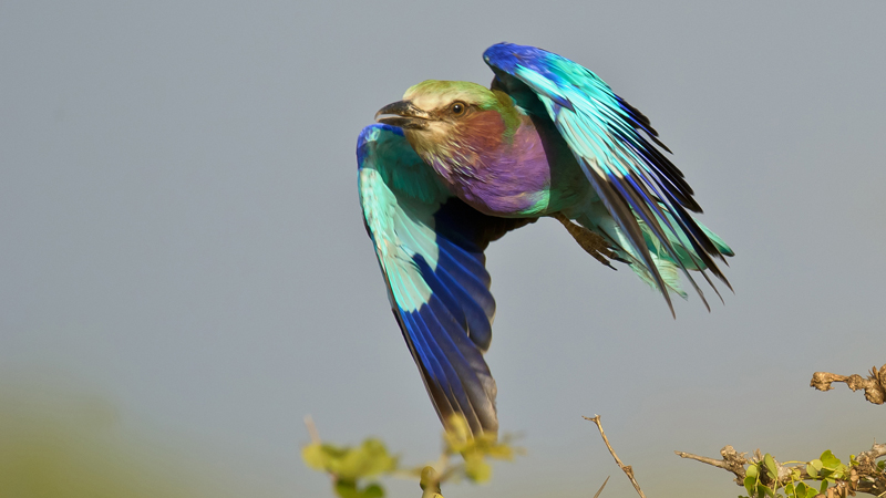 Lilac in flight
