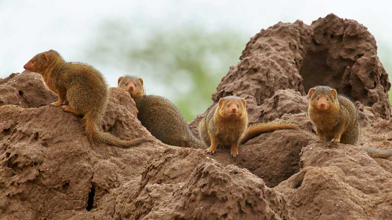 Mongoose
