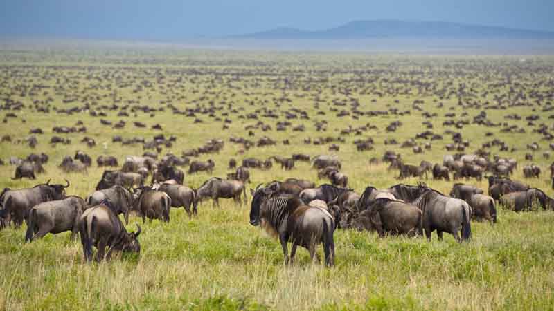 On the endless plains