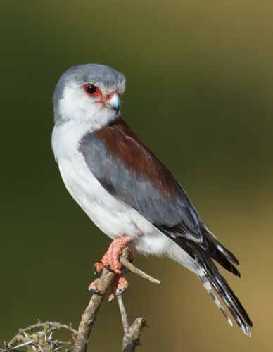 Pygmy falcon