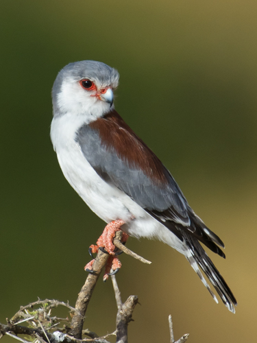 Pygmy falconx